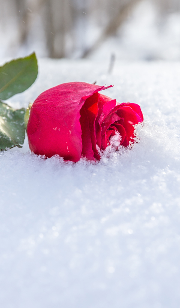 Розовая роза на снегу