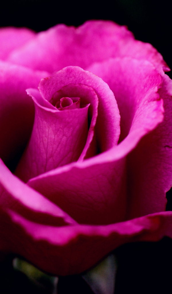 Розовая роза на черном фоне крупным планом