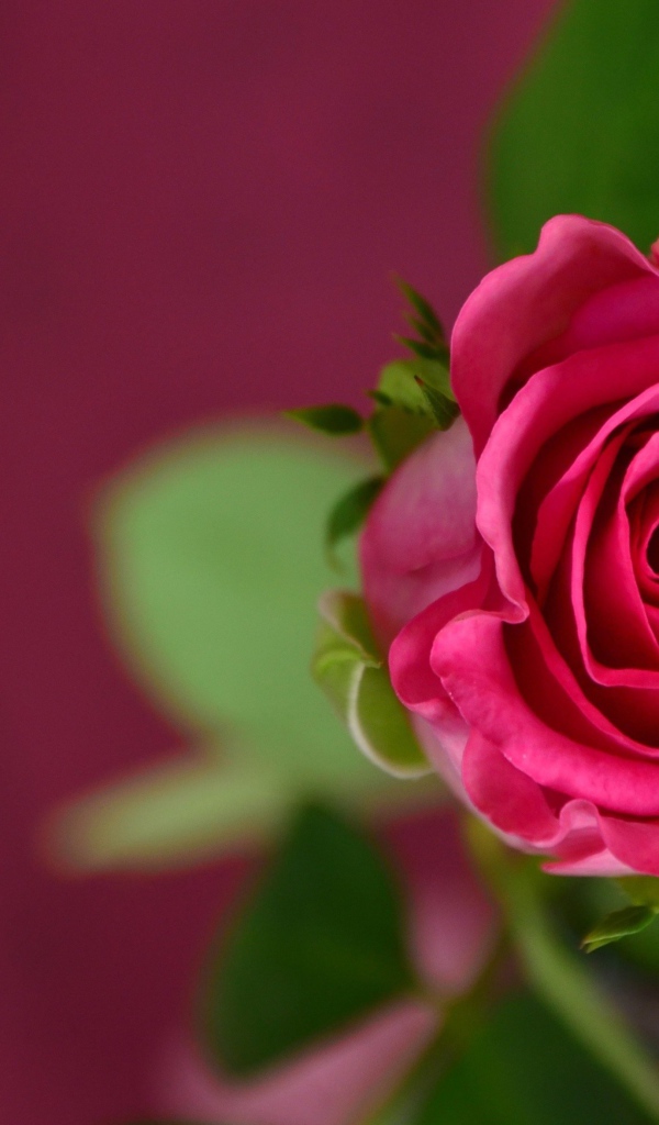 Розовая роза на розовом фоне