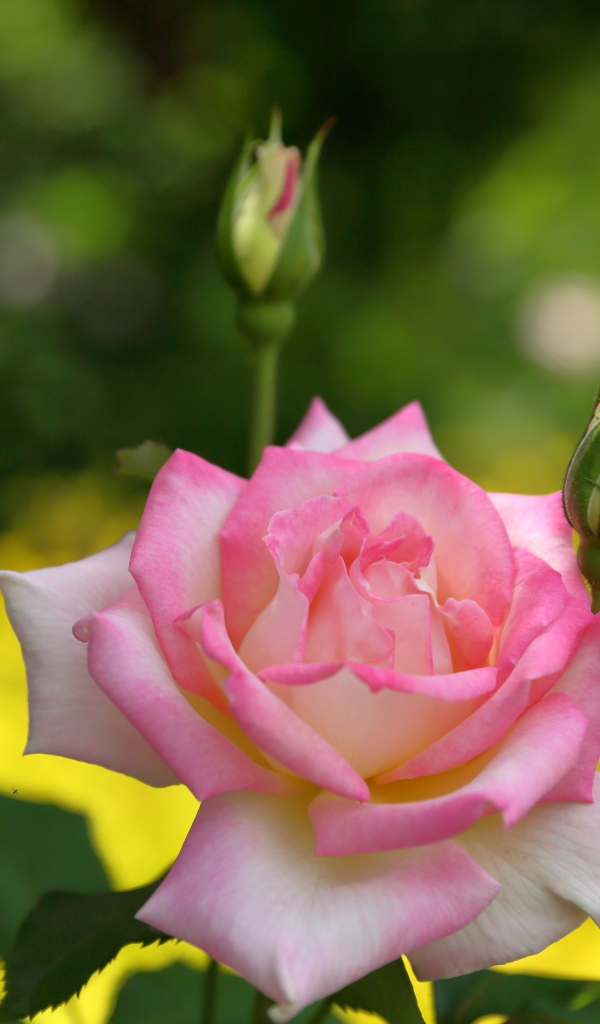 Розовая роза с двумя бутонами крупным планом