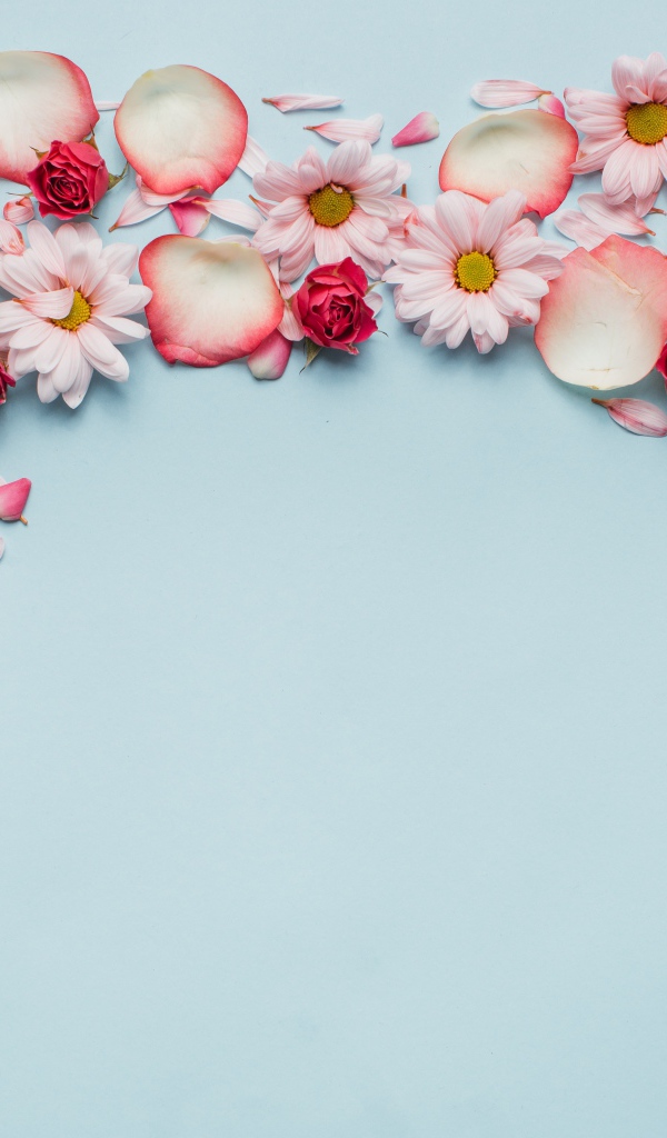 Розовые розы и хризантемы на голубом фоне 