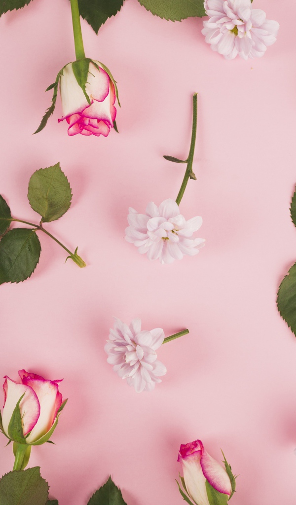 Розовые розы и хризантемы на розовом фоне 