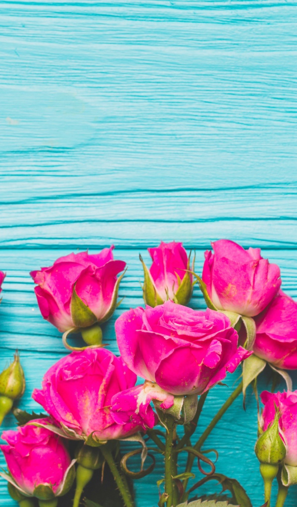 Розовые розы на голубом деревянном фоне