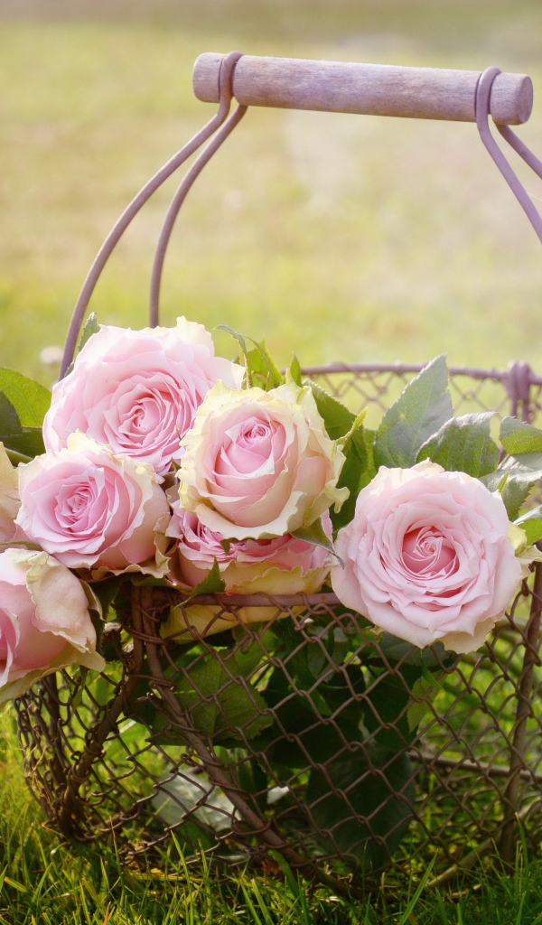 Розовые розы к железной корзине на зеленой траве