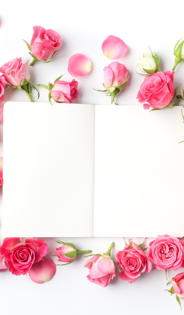 Розовые розы с белым листом, шаблон для открытки