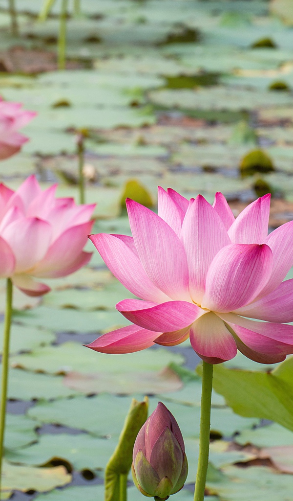 Розовые нежные цветы лотоса в воде