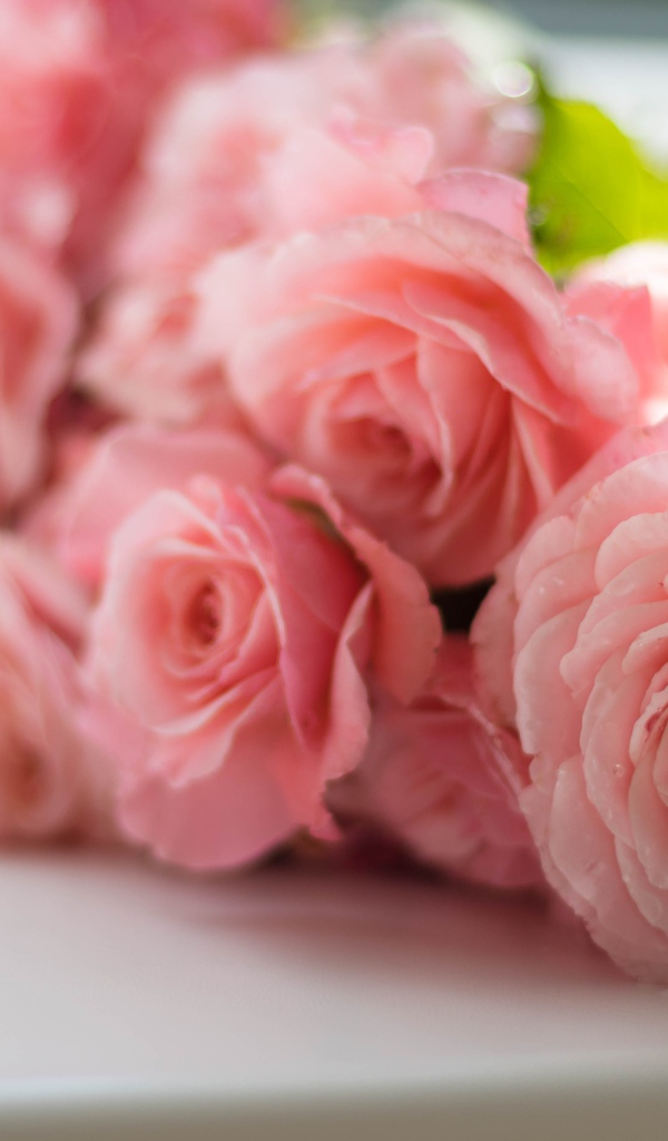 Розовые нежные розы на подоконнике