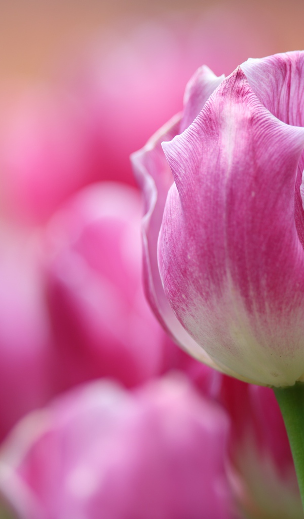 Розовый тюльпан крупным планом