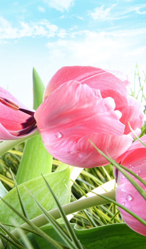 Розовые тюльпаны на фоне голубого неба
