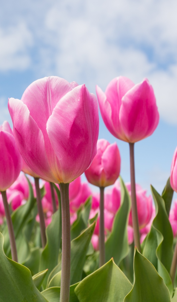 Розовые тюльпаны на клумбе под голубым небом