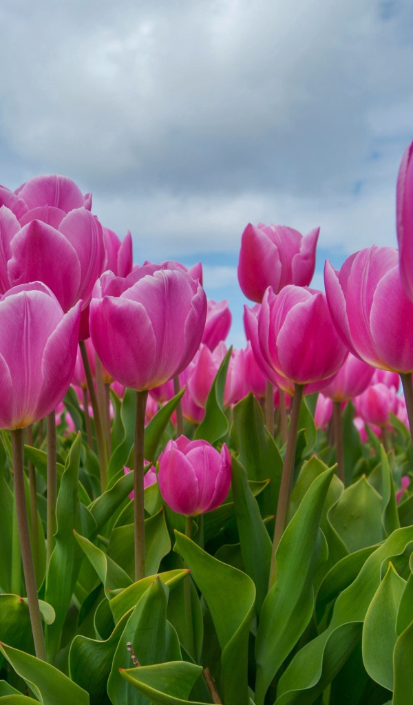 Розовые тюльпаны под красивым небом 