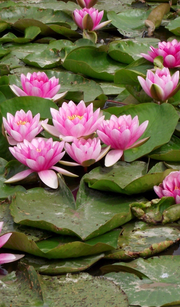 Розовые водяные лилии с зелеными листьями в пруду