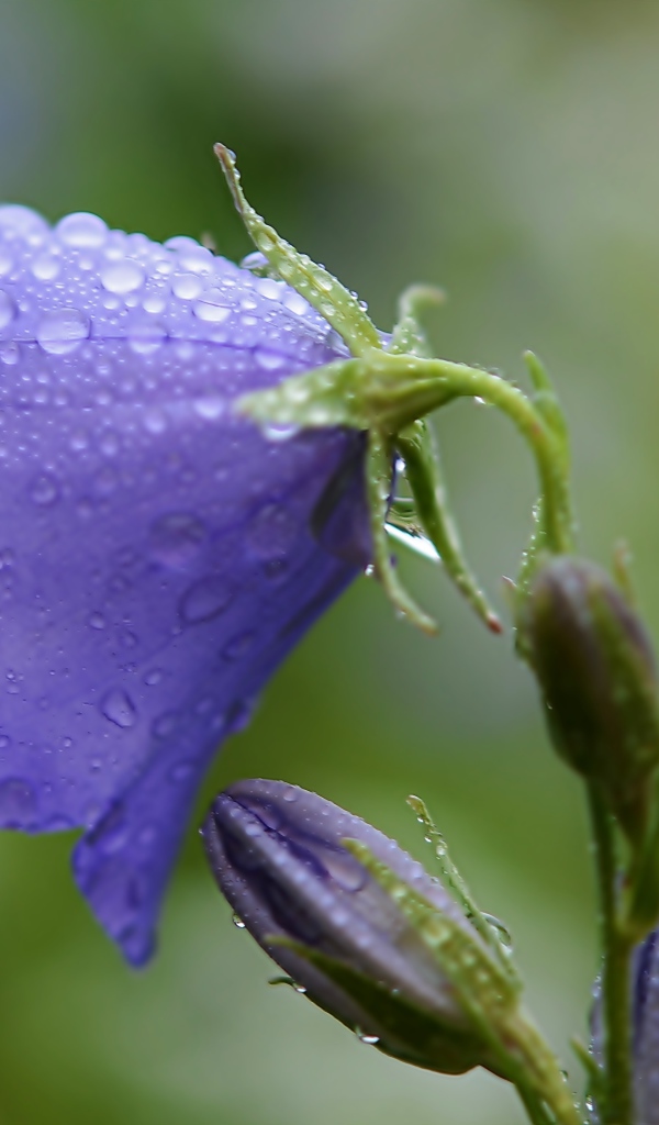 Фиолетовый колокольчик в каплях дождя