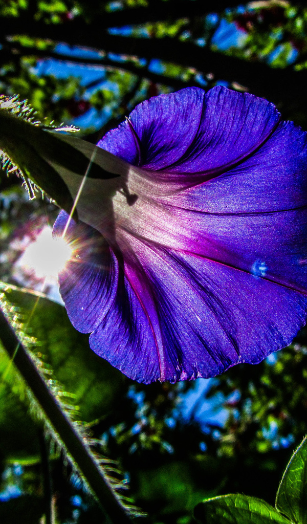 Фиолетовый цветок ипомея в лучах солнца
