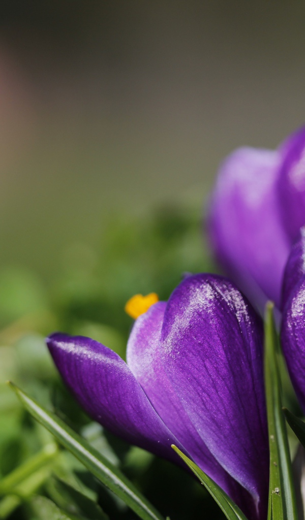 Фиолетовые цветы первоцветы крокусы