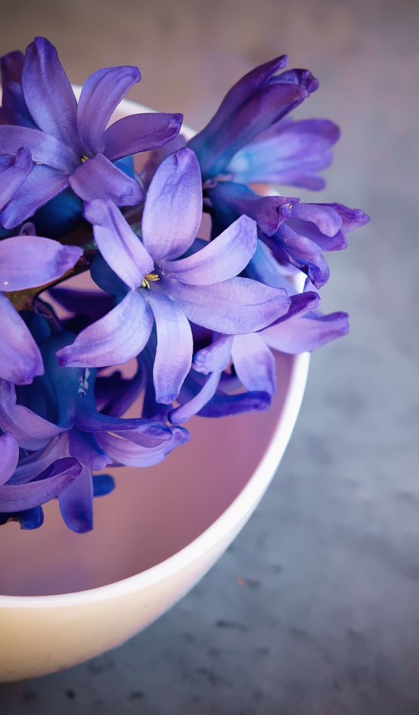 Фиолетовый цветок гиацинта на столе