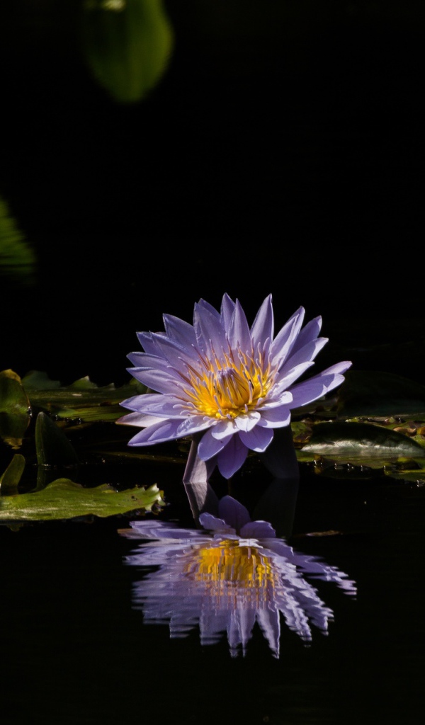 Фиолетовые цветы лотоса отражаются в воде 