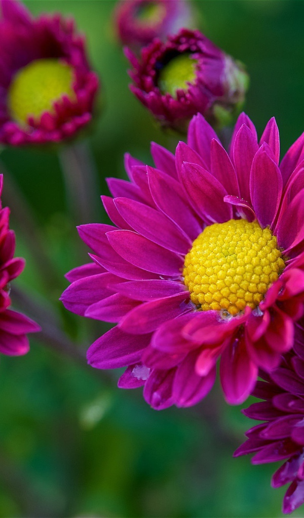 Фиолетовые цветы орхидеи с желтой серединой 