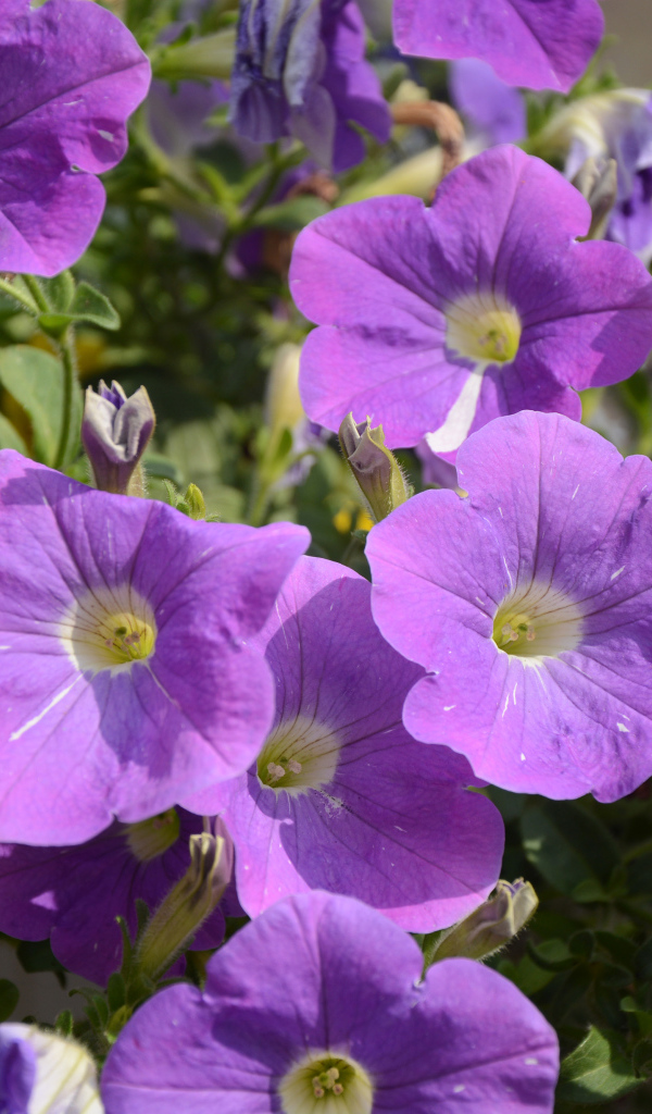 Фиолетовые цветы петунии в лучах солнца