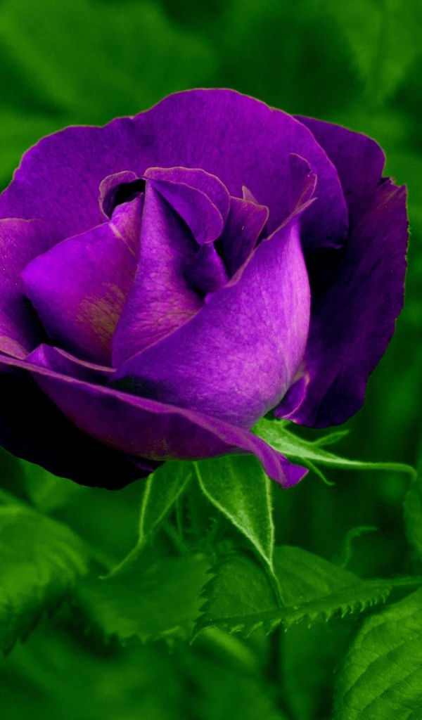 Фиолетовый цветок розы с зелеными листьями