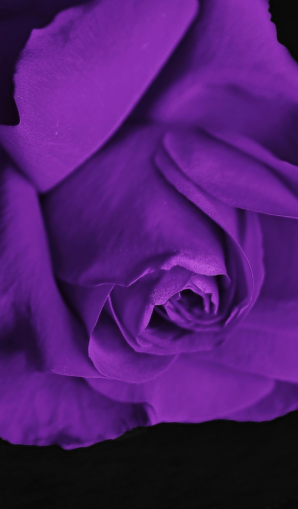 Фиолетовая роза на черном фоне крупным планом
