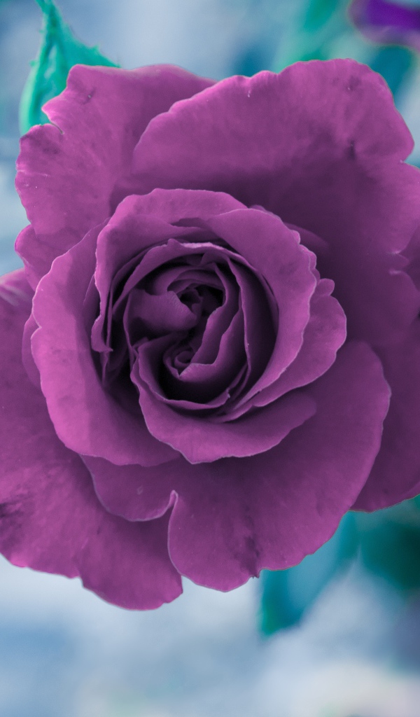 Фиолетовая роза вид сверху 