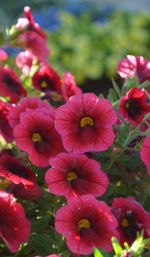 Красные садовые цветы калибрахоа