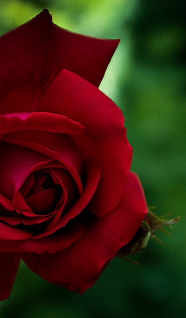 Красная красивая садовая роза крупным планом