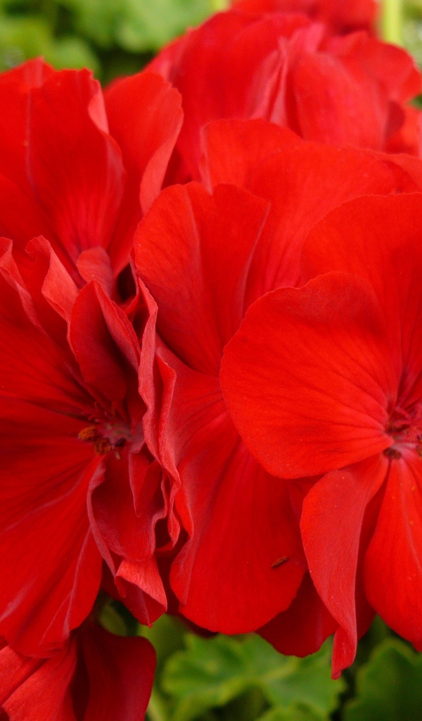 Красные красивые цветы герани крупным планом