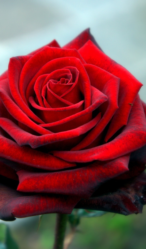 Красная красивая роза крупным планом