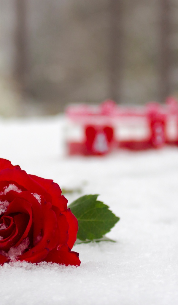 Красная красивая роза на снегу 