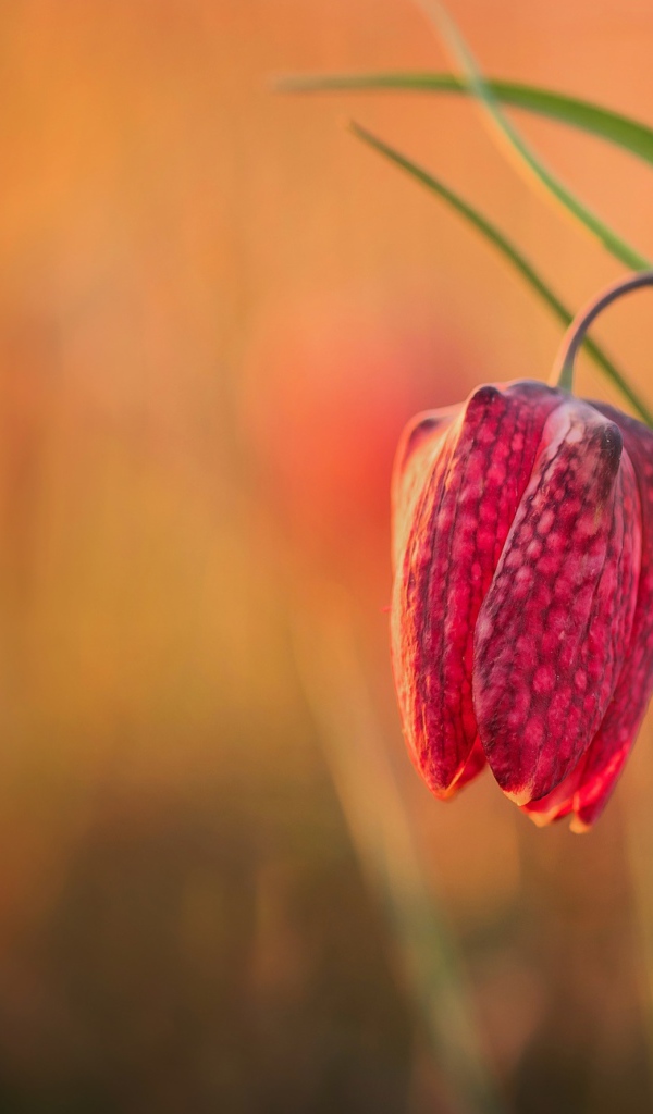 Красный цветок рябчик шахматный