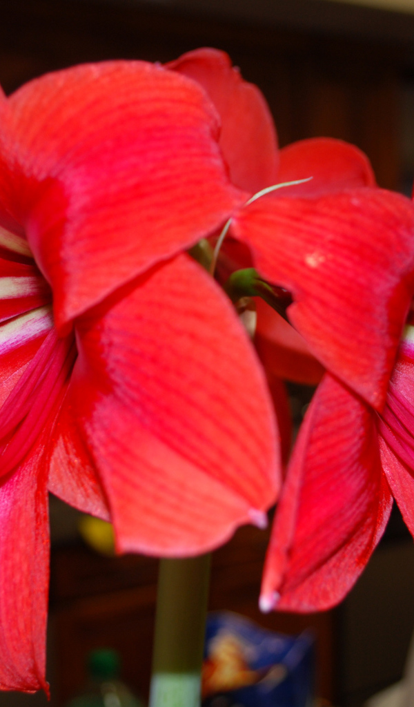 Красные цветы амариллис 
