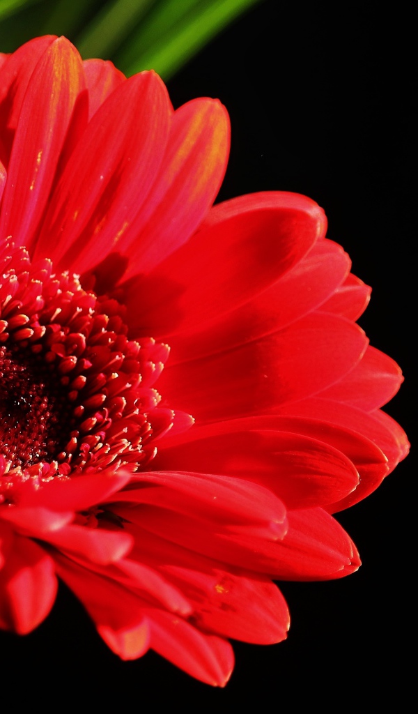 Красный цветок герберы на черном фоне крупным планом