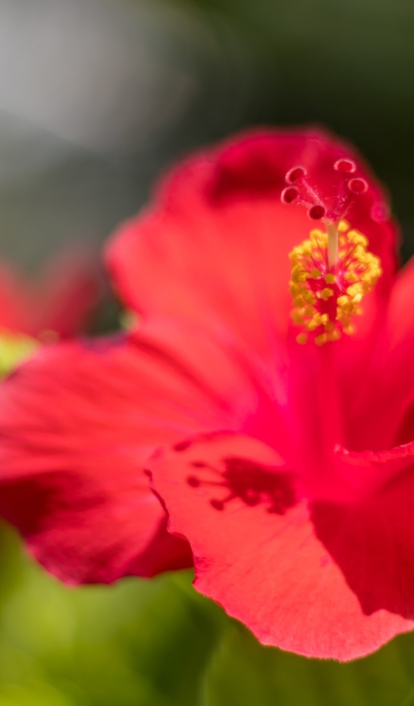 Красный цветок гибискуса в лучах солнца крупным планом 