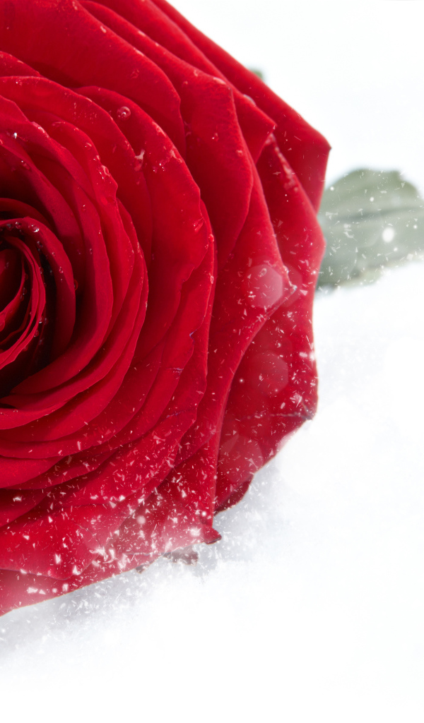 Красная крупная роза в снегу