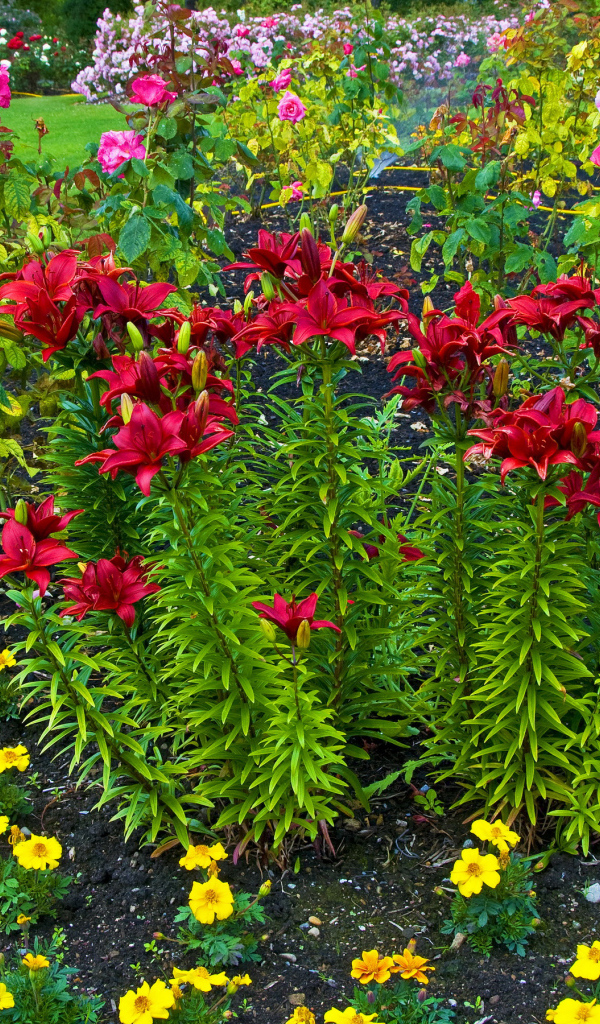 Красные лилии и розы на клумбе