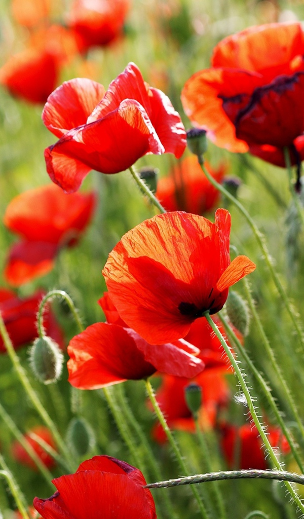 Красные полевые маки летом крупным планом