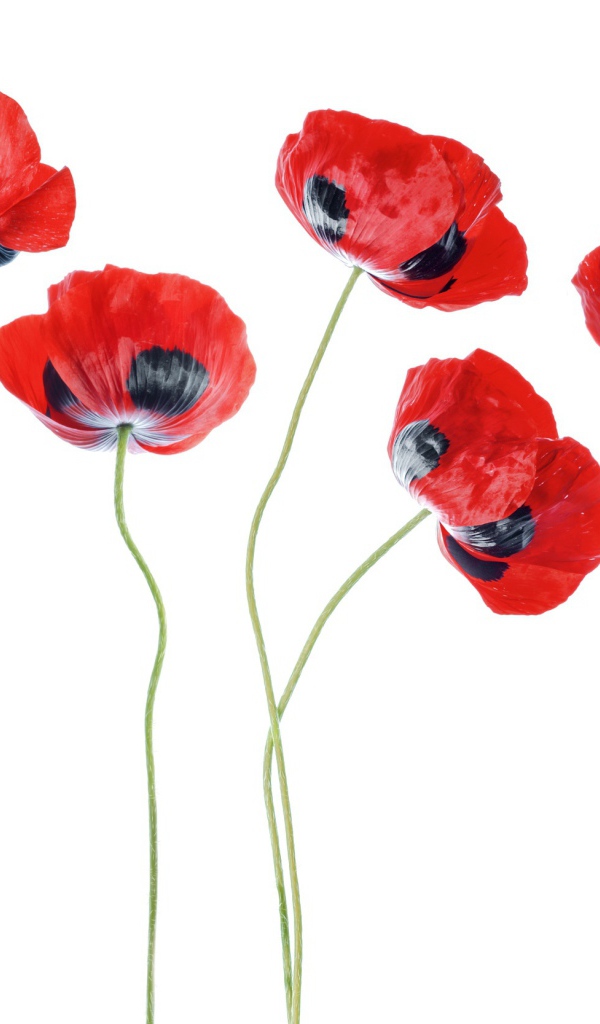 Красные маки на белом фоне