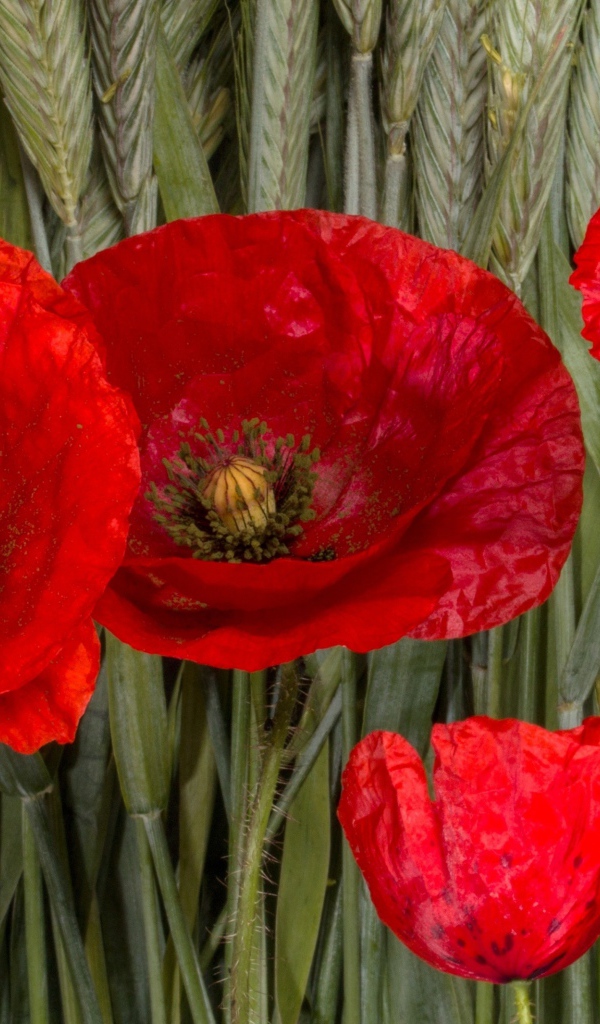 Красные цветы мака на зеленых колосках пшеницы 