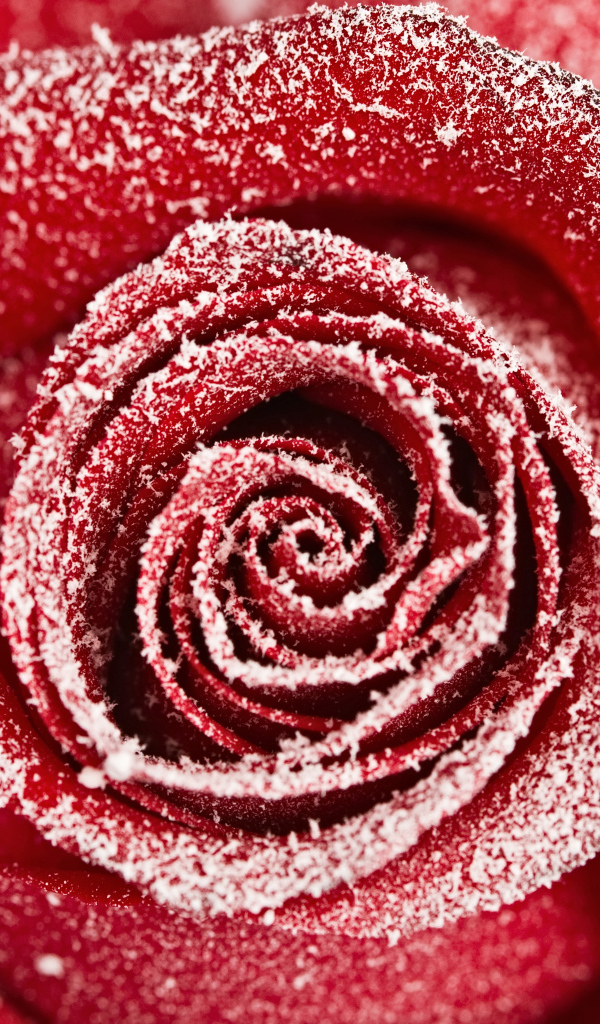 Красная роза покрытая инеем крупным планом 