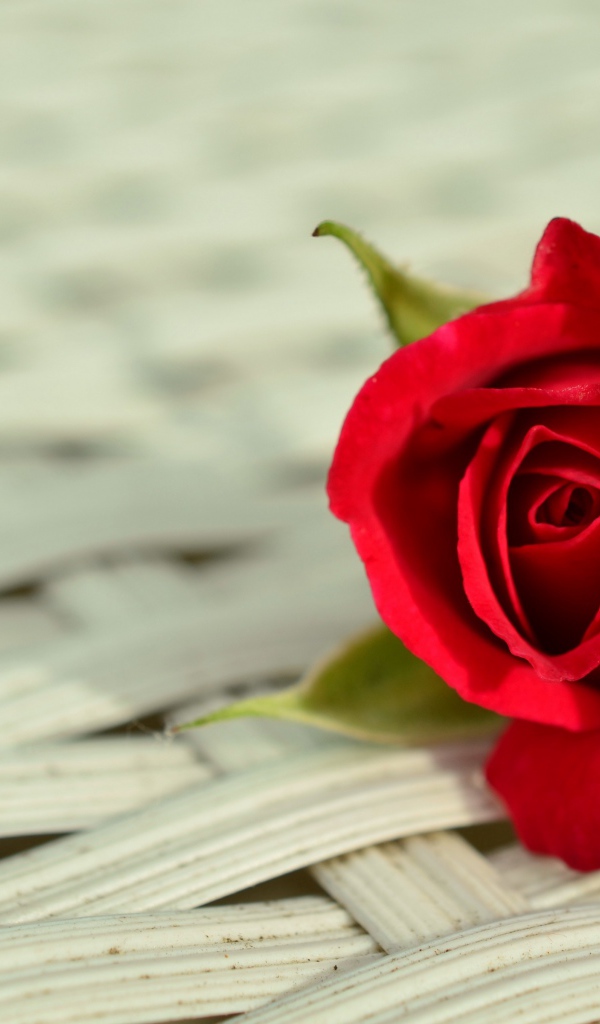 Красный цветок розы на плетеной поверхности 