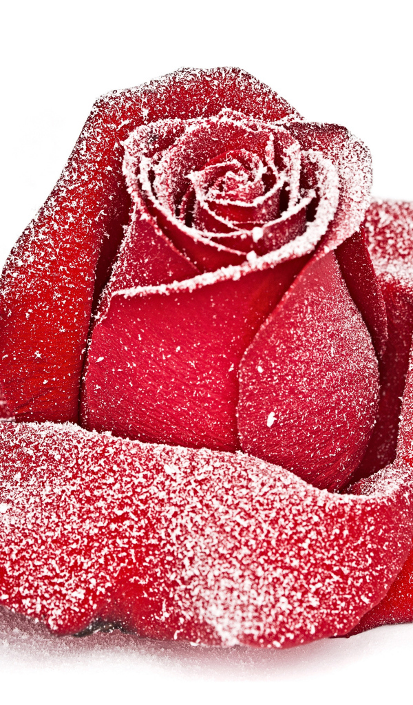 Сорванная красная роза в инее на снегу 