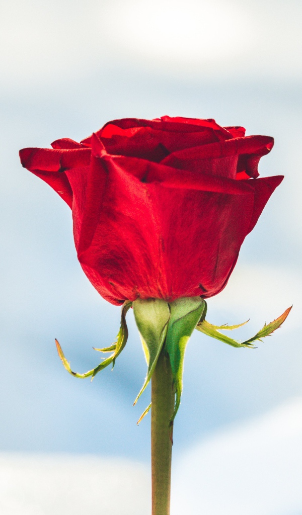 Красная роза вставлена в снег