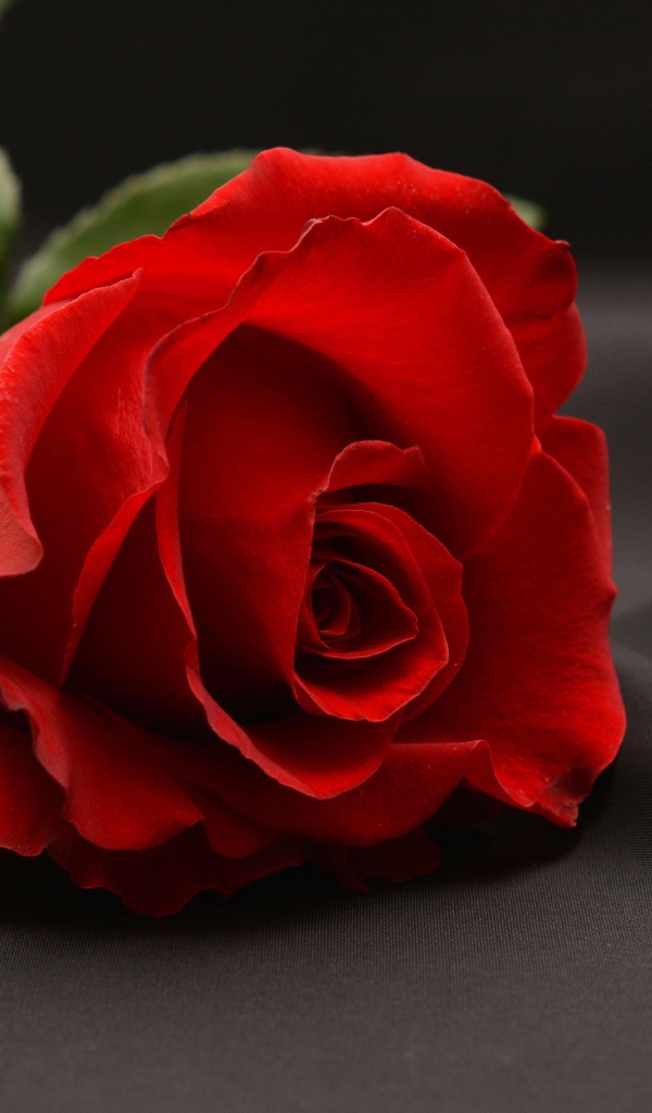 Красная роза на сером фоне