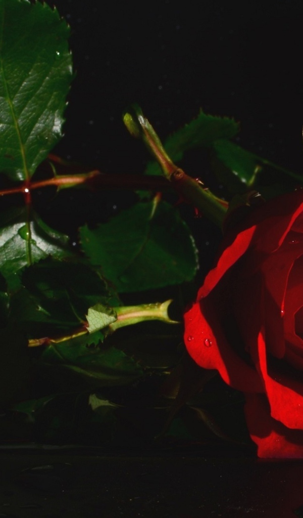 Красная роза с зелеными листьями в воде