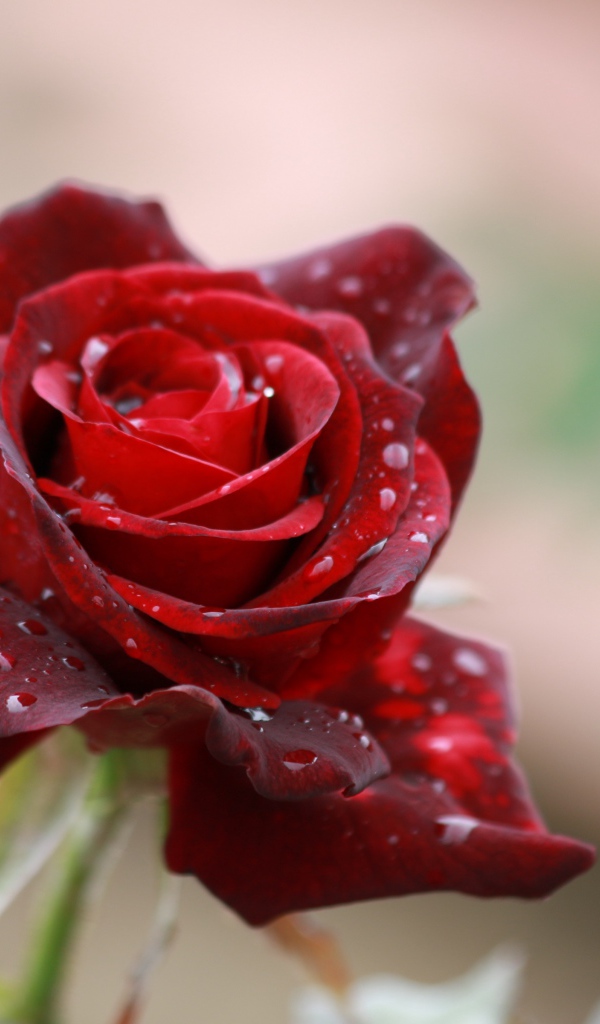 Красная роза с каплями дождя на лепестках крупным планом