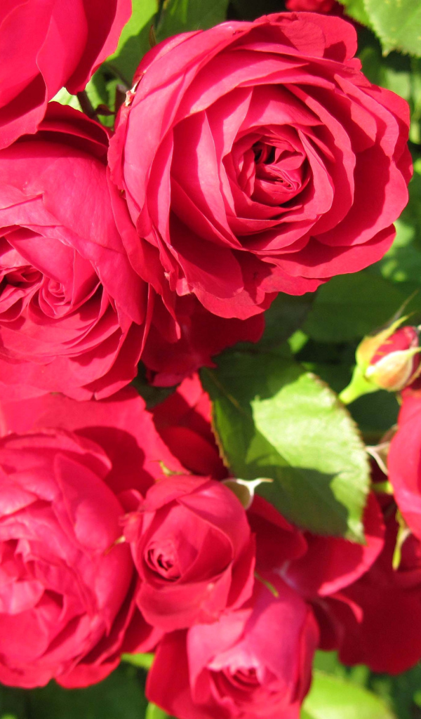 Красные розы крупным планом