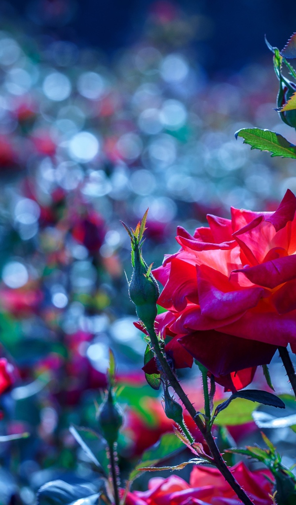 Красные розы с бутонами в саду