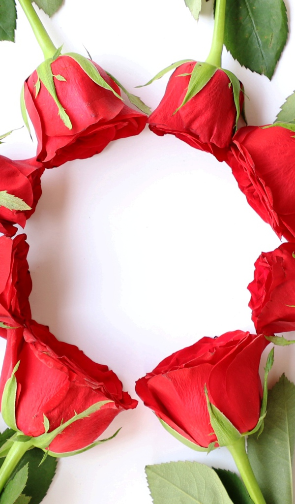 Красные розы с зелеными листьями на белом фоне